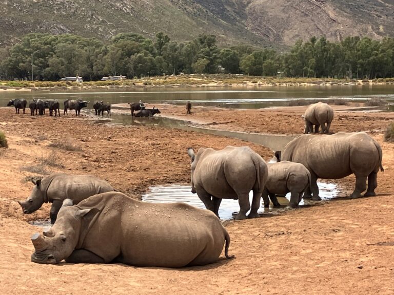 Exploring the Aquila Private Game Reserve:  A Hidden Safari Gem for Visitors Running on a Time-schedule in Cape Town